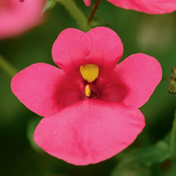 Diascia Darla Rose