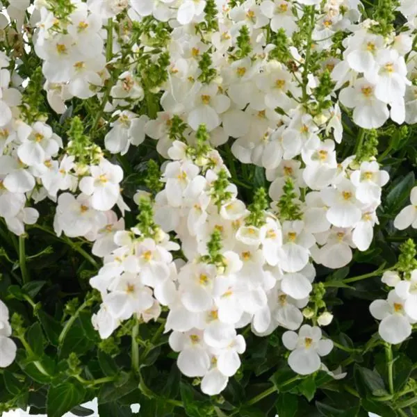 Diascia Trinity Grace