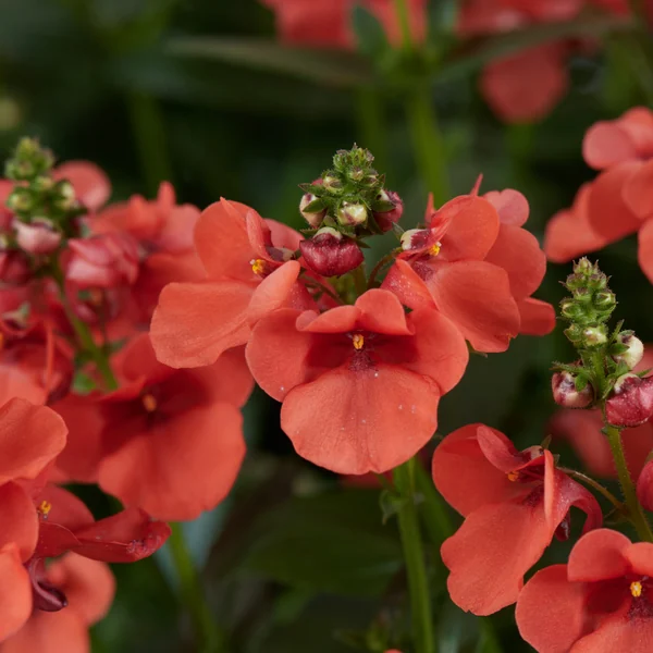 Diascia Trinity Sunset