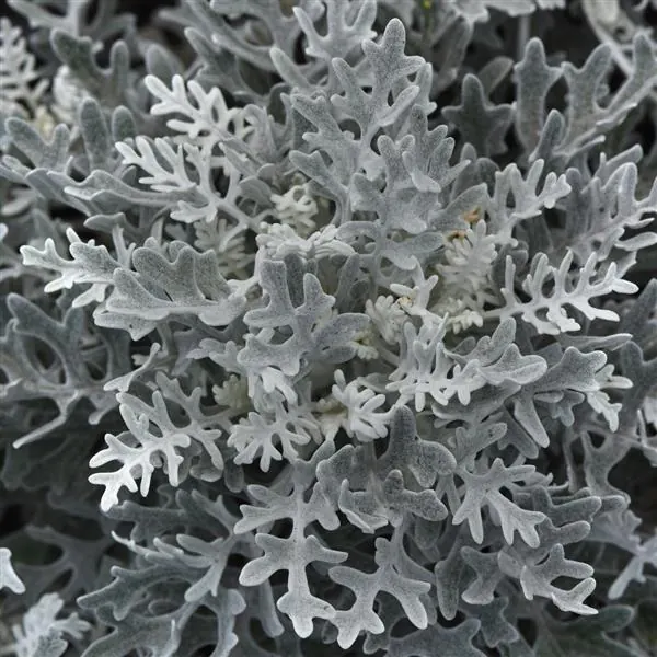 Dusty Miller Silverdust