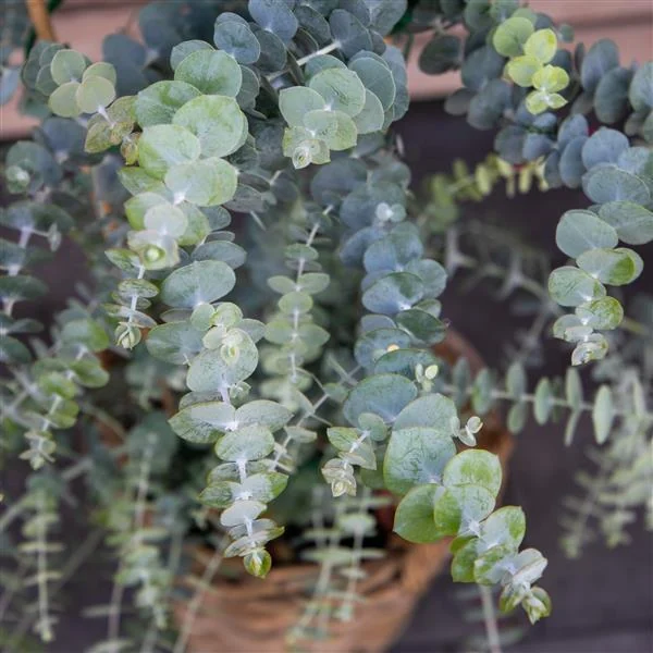 Eucalyptus Baby Blue Bouquet