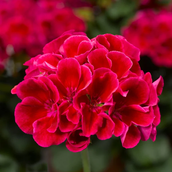 Geranium Calliope Med Crimson Flame