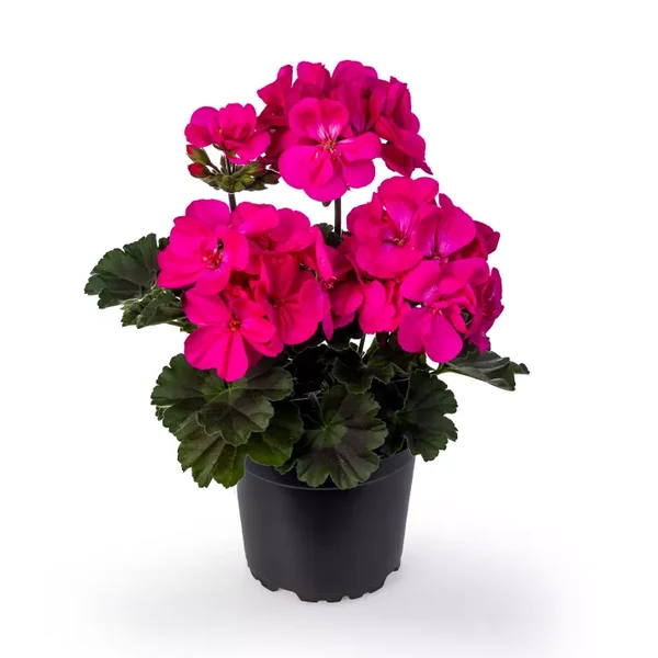 Geranium Calliope Med Dark Pink Dark Leaf