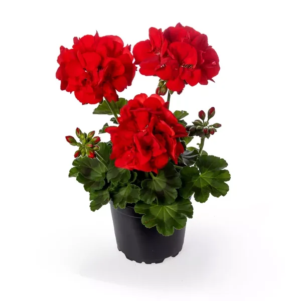 Geranium Calliope Med Dark Red