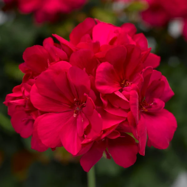 Geranium Calliope Med Hot Pink