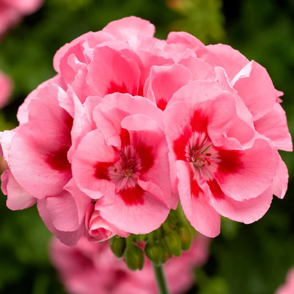 Geranium Calliope Med Pink Flame