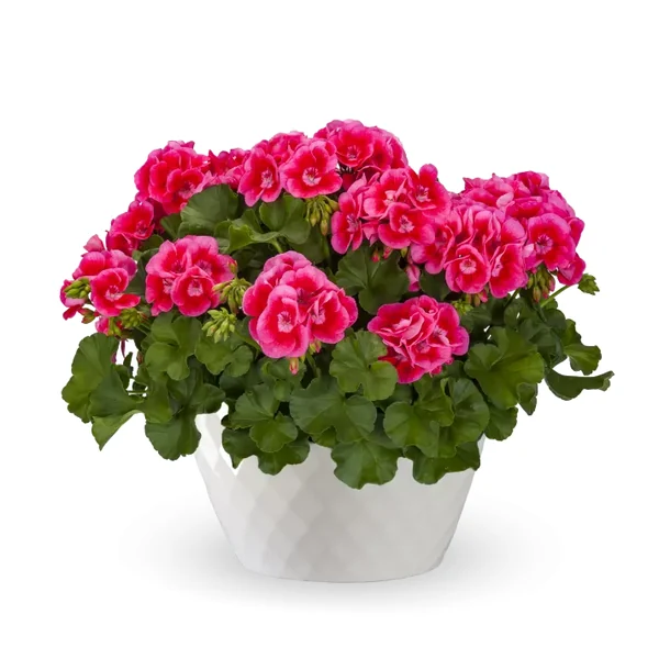 Geranium Calliope Med Rose Mega Splash