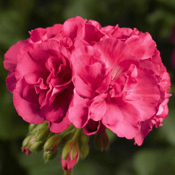 Geranium Calliope Med Salmon