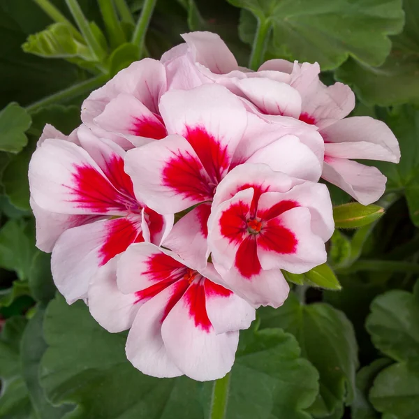Geranium Calliope Med White Splash