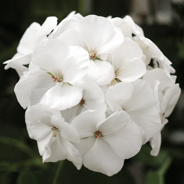 Geranium Calliope Med White