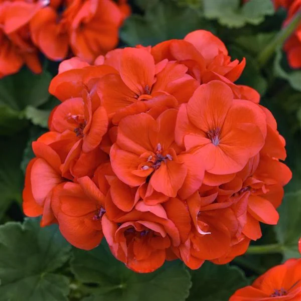 Geranium Solera Orange