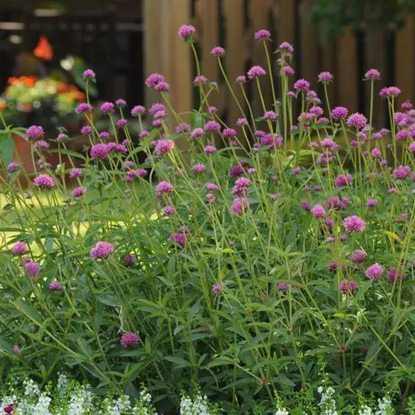 Gomphrena Fireworks
