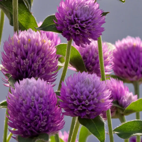 Gomphrena Ping Pong Lavender
