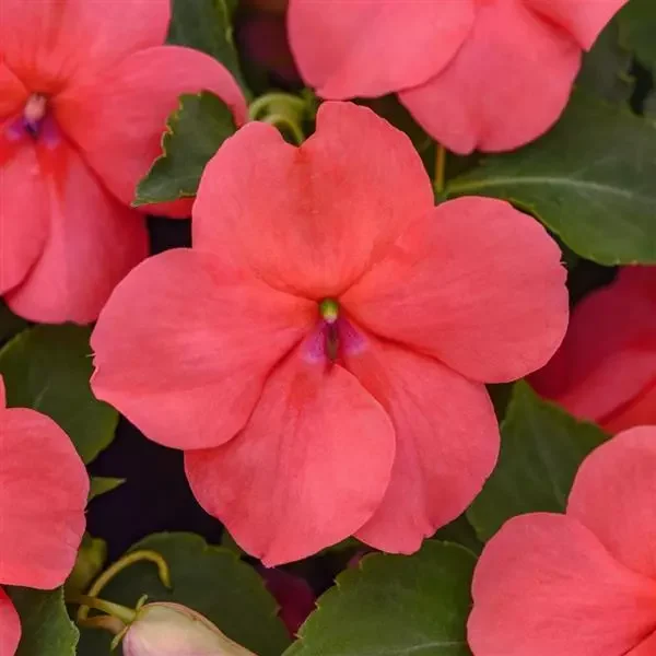 Impatiens Beacon Coral