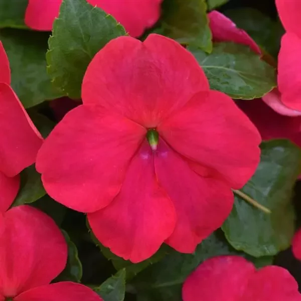 Impatiens Beacon Lipstick