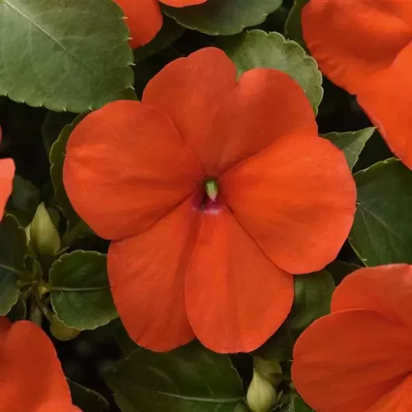 Impatiens Beacon Orange