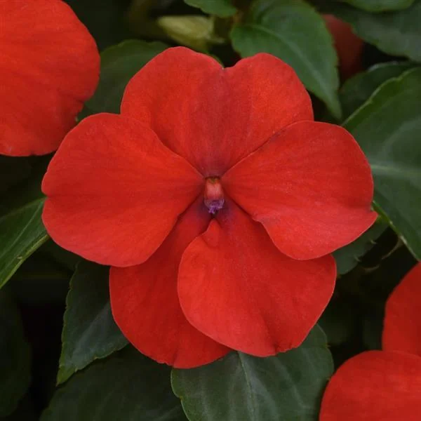 Impatiens Beacon Red Bright
