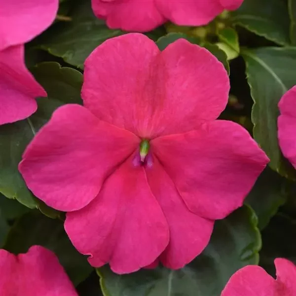 Impatiens Beacon Rose