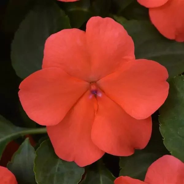 Impatiens Beacon Salmon