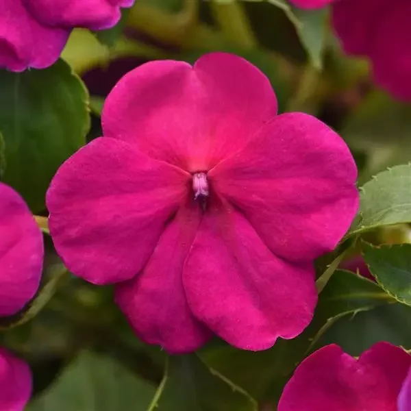 Impatiens Beacon Violet