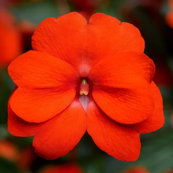 Impatiens Florific Orange