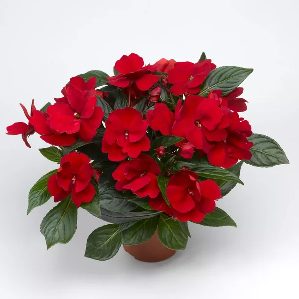 Impatiens Florific Red