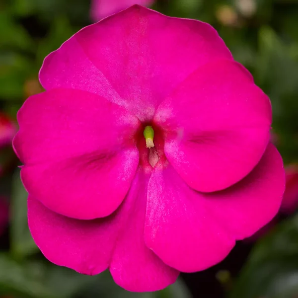 Impatiens Florific Violet