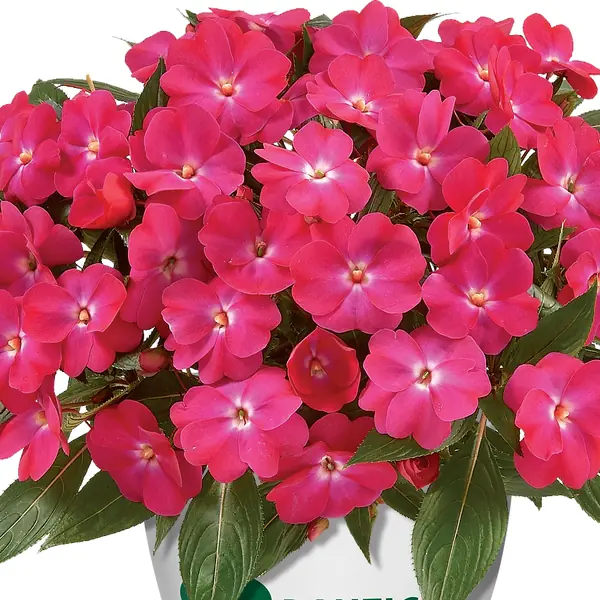 Impatiens Harmony Dark Pink