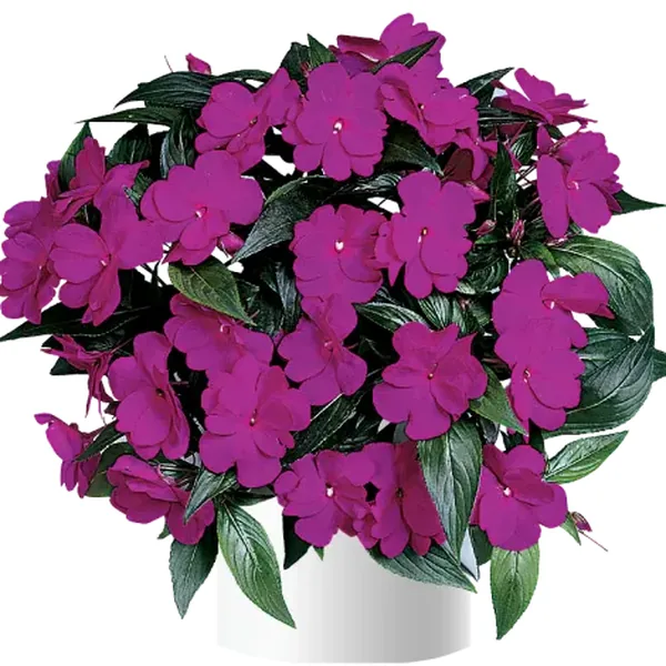 Impatiens Harmony Dark Violet