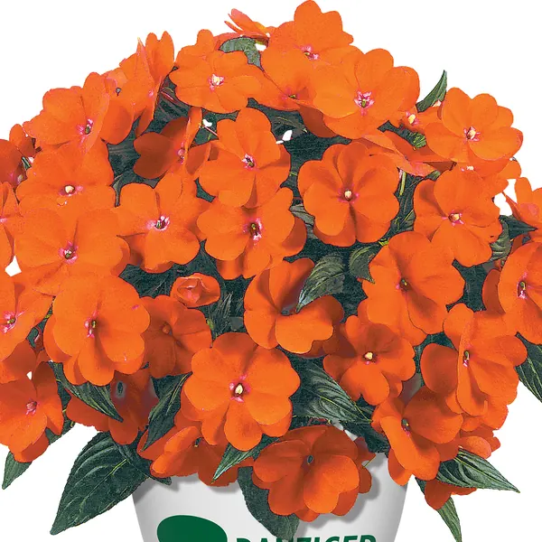 Impatiens Harmony Orange Breeze