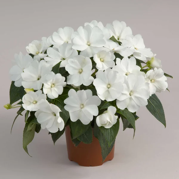 Impatiens Harmony Snow