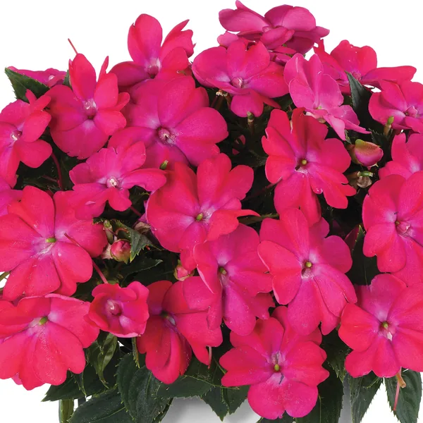 Impatiens Sol Luna Electric Pink