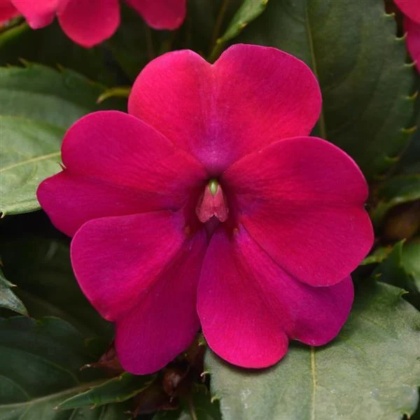Impatiens Solarscape Magenta Bliss