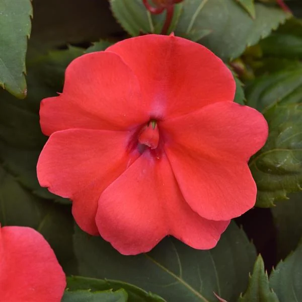Impatiens Solarscape Salmon Punch