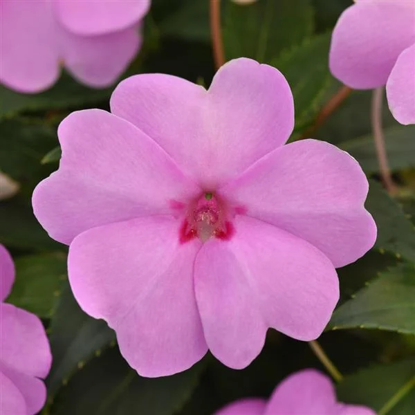 Impatiens Solarscape XL Lilac Spark