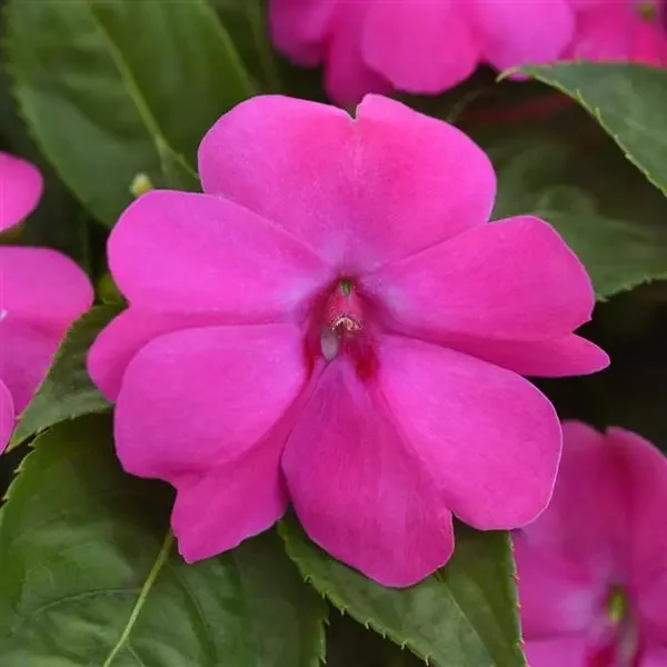 Impatiens Solarscape XL Pink Jewel