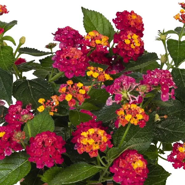 Lantana Havana Pink Sky