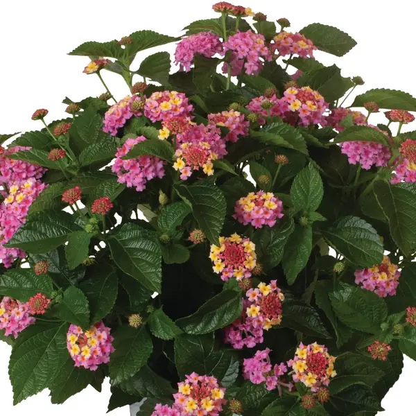 Lantana Heartland Blue Moon