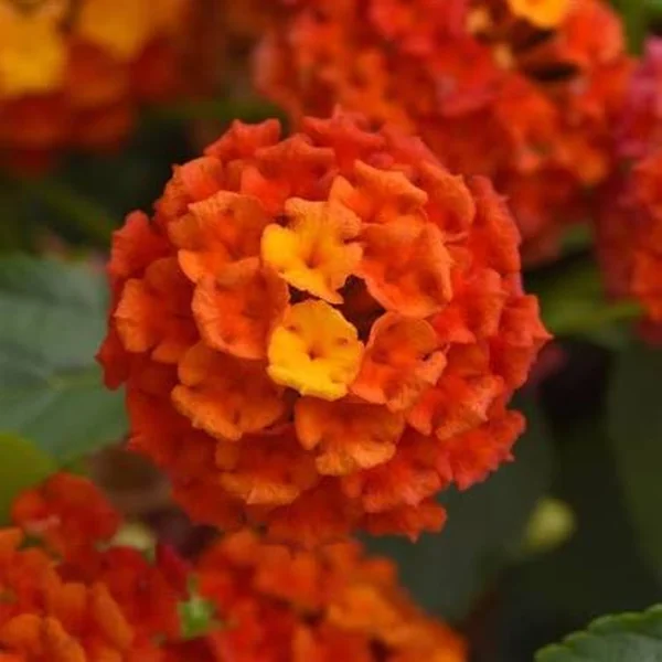 Lantana Shamrock Orange Flame