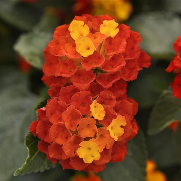 Lantana Shamrock Red