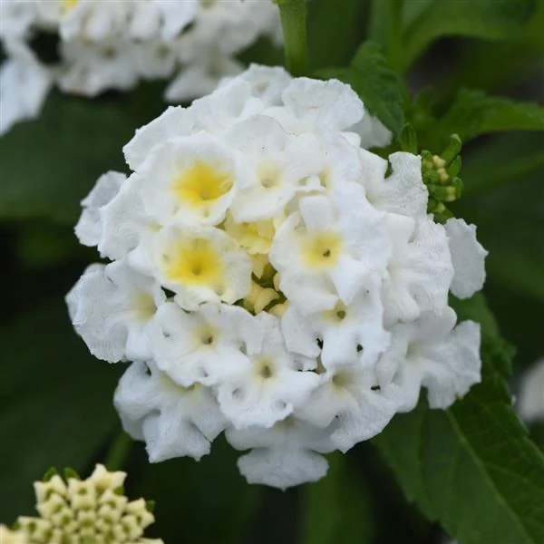 Lantana Shamrock White
