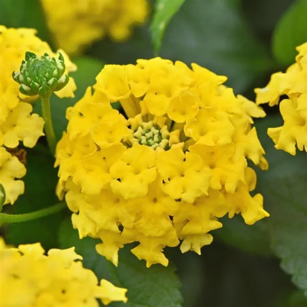 Lantana Shamrock Yellow
