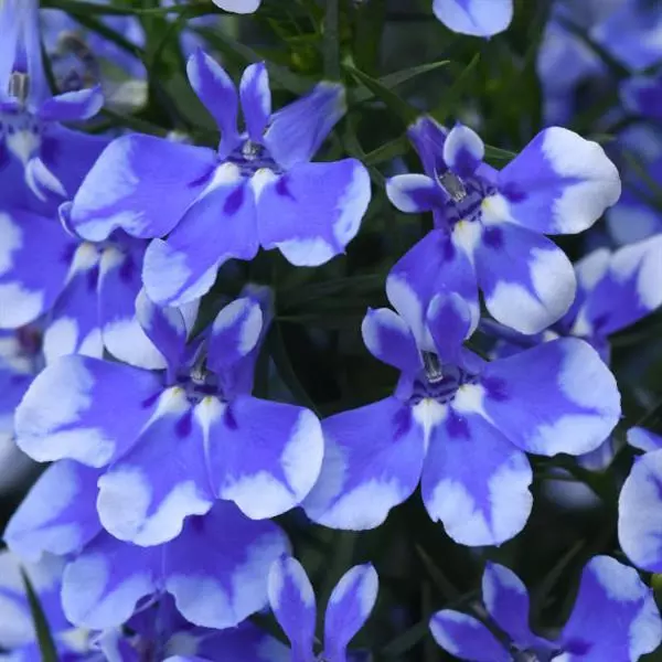 Lobelia Magadi Compact Blue Bay