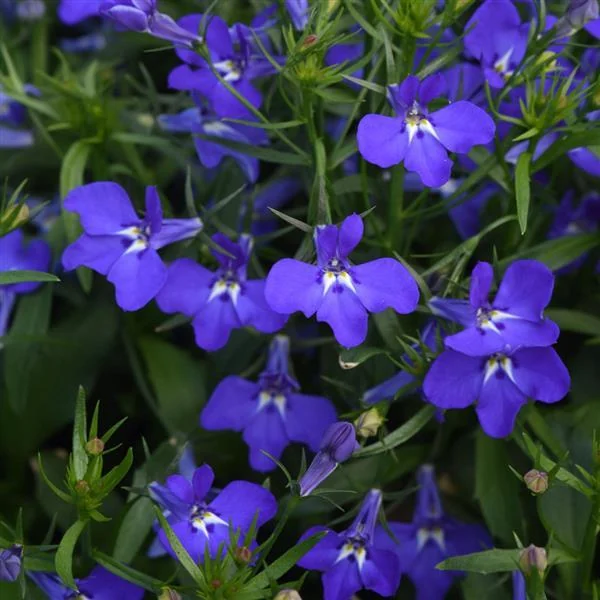 Lobelia Magadi Compact Blue