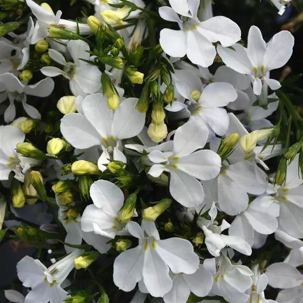 Lobelia Magadi Compact White