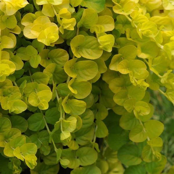 Lysimachia Goldilocks
