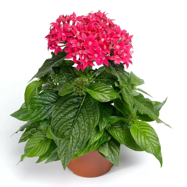 Pentas BeeBright Lipstick