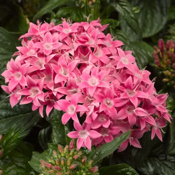 Pentas BeeBright Pink