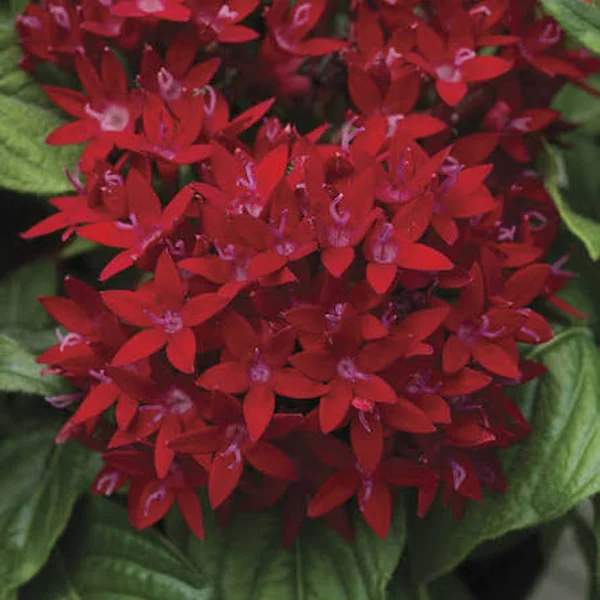 Pentas BeeBright Red