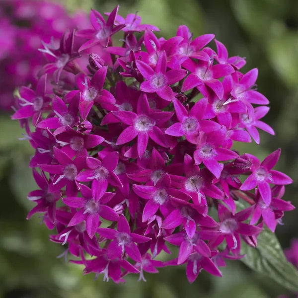 Pentas BeeBright Violet
